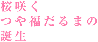 桜咲くつや福だるまの誕生